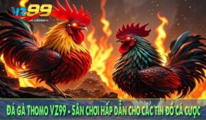 Đá gà Thomo VZ99 - Sân chơi hấp dẫn cho các tin đồ cá cược