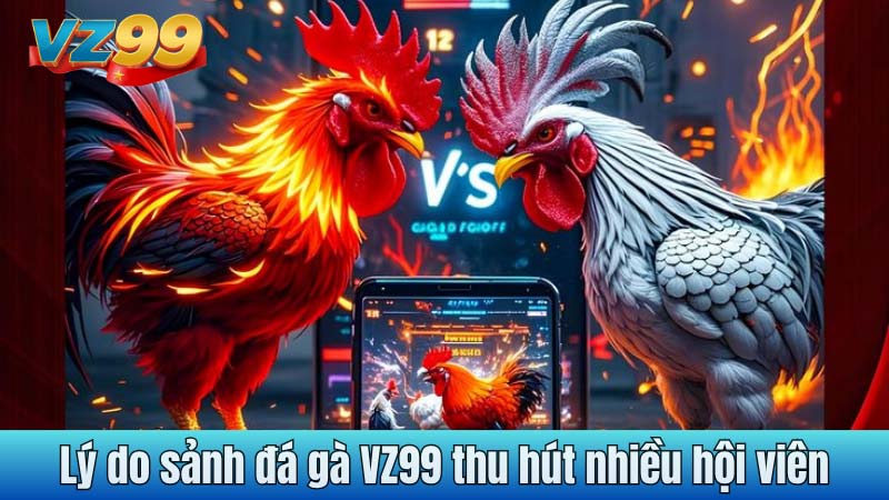 Lý do sảnh đá gà VZ99 thu hút nhiều hội viên