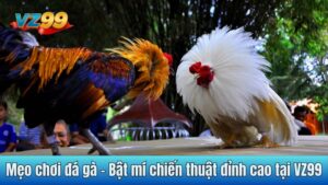 Mẹo chơi đá gà - Bật mí chiến thuật đỉnh cao tại VZ99